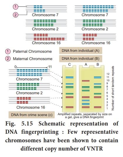 DNA fingerprinting technique - Steps, Application - Molecular Genetics