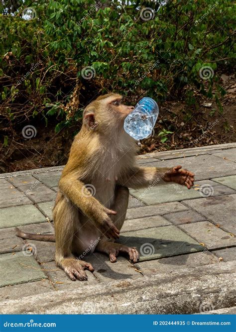 Monkey Drinking Water from Bottle Stock Image - Image of animals, phuket: 202444935