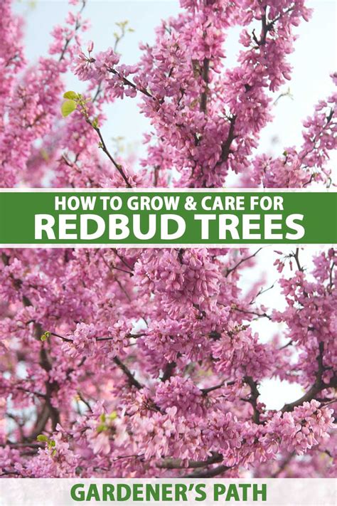 How to Grow and Care for Redbud Trees | Gardener's Path