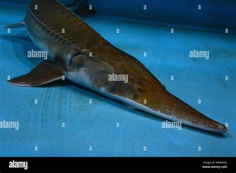 Adult Pallid Sturgeon. Adult Pallid Sturgeon Stock Photo - Alamy