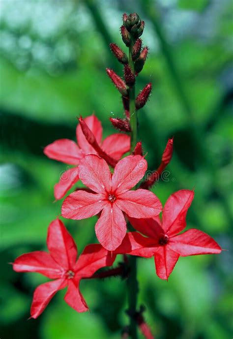 Scarlet Leadwort, Plumbago Indica Stock Image - Image of lianhuashan ...