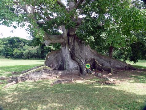 300 year old Ceiba tree in Vieques | karlnorling | Flickr