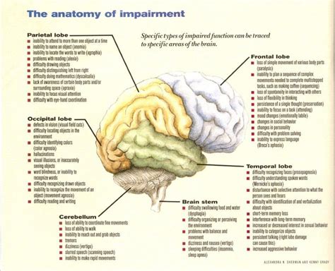 Brain lobes functions | Brain anatomy and function, Brain anatomy ...