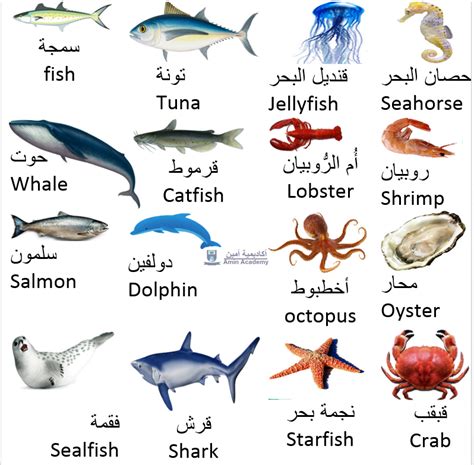 Types of Fish and Sea Animals in Gulf Arabic Qatari Arabic Vocabulary ...