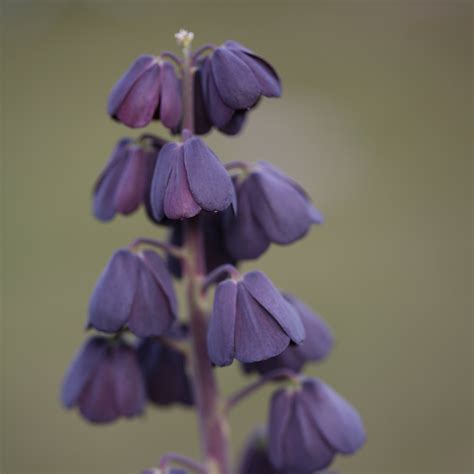 Fritillaria Persica — ORGANIC BULBS