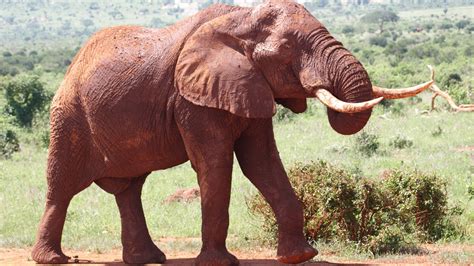 Track Africa’s last big tuskers | Game drives | andBeyond