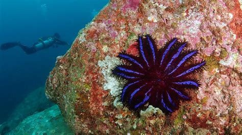 Crown of Thorns Starfish · Local Dive Thailand