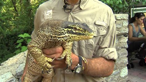 Argus Monitor - Cincinnati Zoo - YouTube