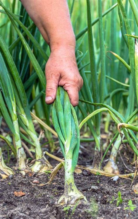 How to Plant and Grow Onions | Gardener’s Path