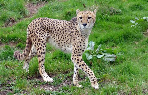 Cheetah Wild Cat 14887551 Stock Photo at Vecteezy