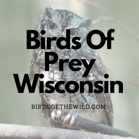 11 Birds Of Prey In Wisconsin (With Pictures!) - Birds Of The Wild