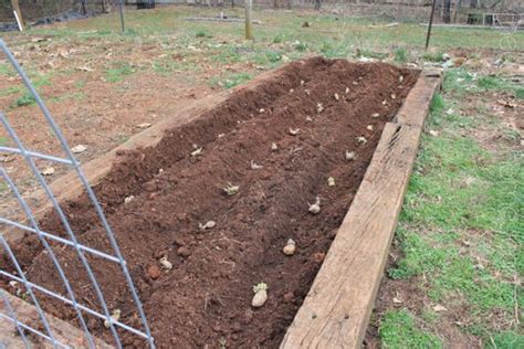 Growing Potatoes: A Beginner's Guide to Planting Big & Healthy Potatoes