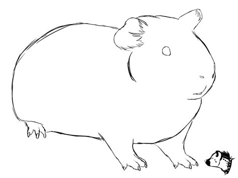 Free photo: Guinea Pig Drawing - Animal, Art, Drawing - Free Download ...