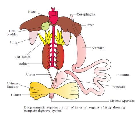 NCERT Solutions for Class 11 Biology- Chapter 7 - Structural ...