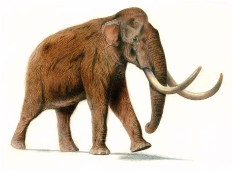 Asiatic Steppe Mammoth (Songhua River mammoth) by Jagroar on DeviantArt