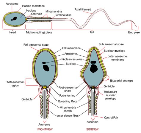 Spermatozoon - wikidoc