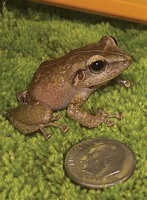 Attack on the coqui frog | News, Sports, Jobs - Maui News