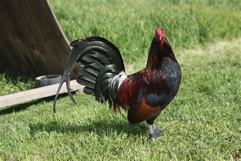 McLean Hatch gamefowl for sale. Stags and pullets available to place orders Call/Text ...