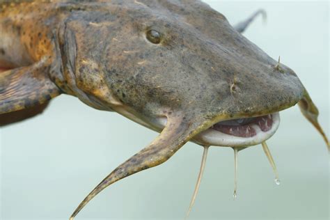 Giant Devil Catfish - The Goonch Catfish: Goonch Catfish Pictures