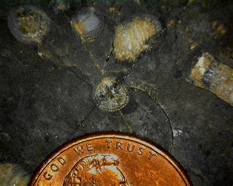 Strange fossils in chert found in NY - Fossil ID - The Fossil Forum