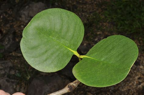 Sonneratia alba (Lythraceae) image 62621 at PhytoImages.siu.edu