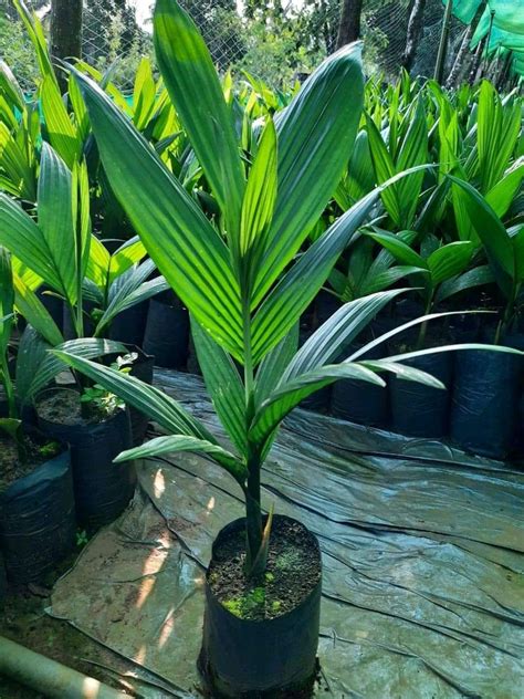 Green Hybrid Areca Nut Plant, For Plantation, Rs 80 /plant M/S Ashik ...