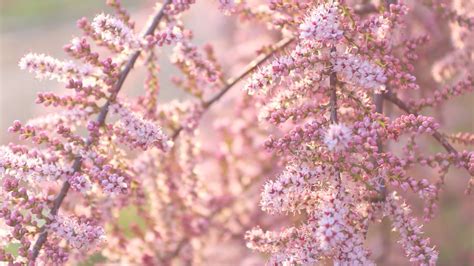 Tamarisk Tamarix Tree Pink - Free photo on Pixabay