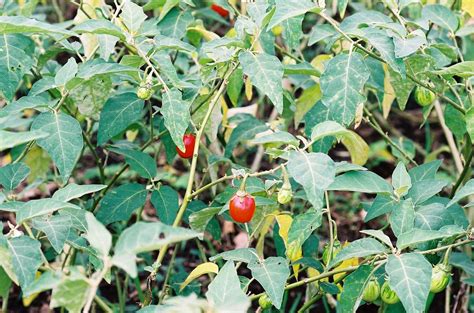 African Eggplant | Diseases and Pests, Description, Uses, Propagation