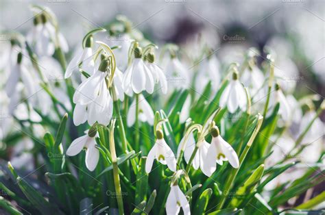 Spring snowdrop flowers. ~ Nature Photos ~ Creative Market