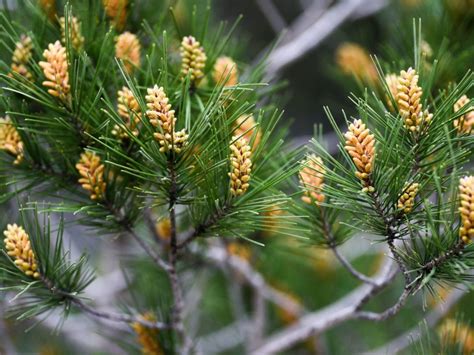 Monterey Pine Care: How To Grow Monterey Pine Trees