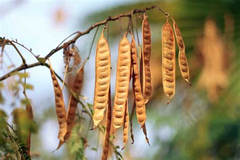 Wattleseed: An Indigenous Australian Spice