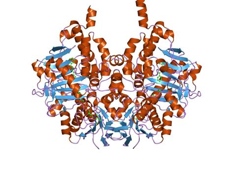 Monoamine Oxidase; Amine Oxidase (Flavin-Containing); MAO