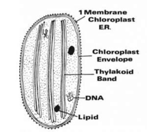 Ultra Structure of Chloroplast in Algae : Plantlet