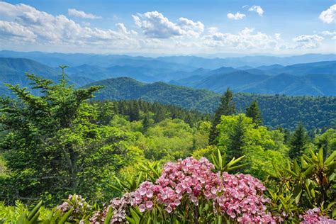 Top 5 Hikes to See Smoky Mountain Wildflowers This Spring