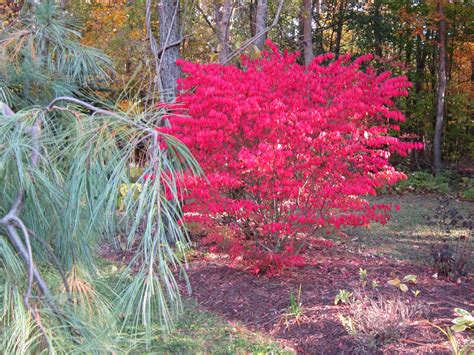 Ornamental Trees and Shrubs for Fall Colour