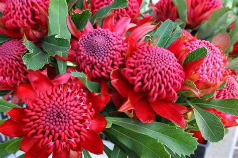 Telopea speciosissima 031011-0194 | Australian native flowers, Australian flowers, Australian ...