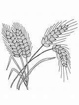 Wheat Coloring Pages sketch template