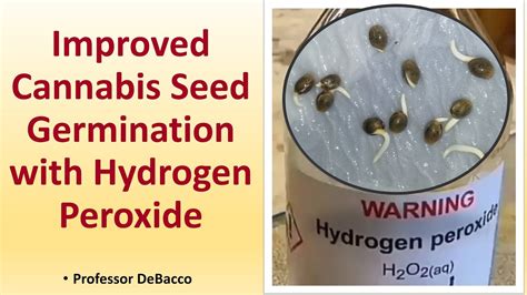 Improved Cannabis Seed Germination with Hydrogen Peroxide - YouTube