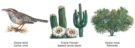 Arizona State Bird, Flower and Tree | State birds, Cactus wren, Arizona