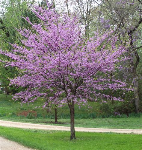 redbud tree | Breaking New Ground in Zone 6