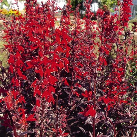 Cardinal Flower seeds | Perennial Lobelia | Lobelia cardinalis