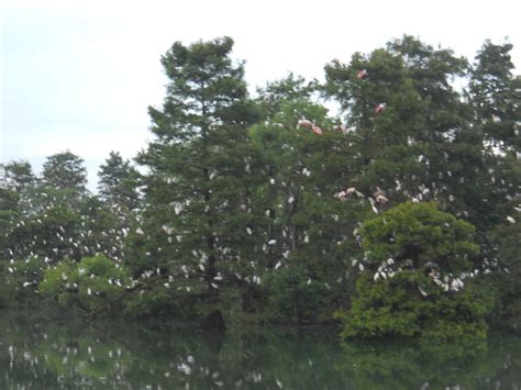 Louisiana Swamp Tours: Louisiana Swamp Tours In August