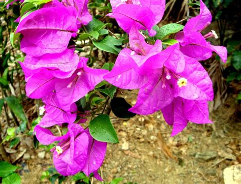 Trinitaria (Bougainvillea) - Virily