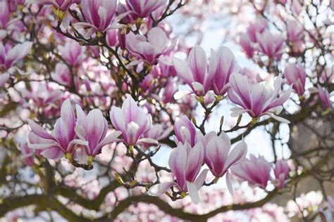 Do Magnolia Trees Bloom Twice a Year? The Answers Here!