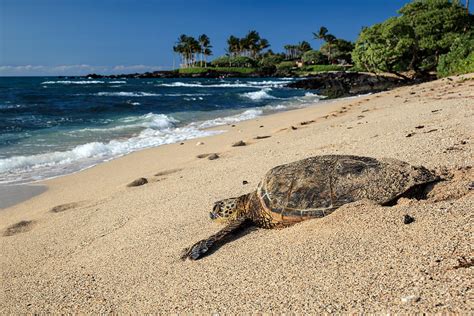 Honu - A Hawaiian Green Sea Turtle on the beach on the Big Island ...