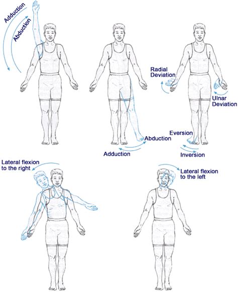 Alta exposición principio por supuesto lateral flexion definition anatomy mecanismo playa freno