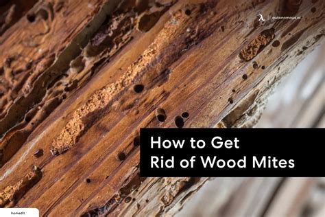 How to Get Rid of Wood Mites for Your Wood House?