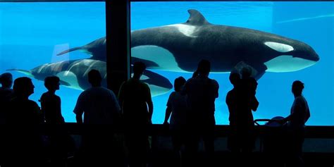 Ontario Unveils Marine Mammal Rules, Killer Whale Breeding Ban