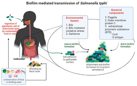 Typhoid Fever Bacteria Structure