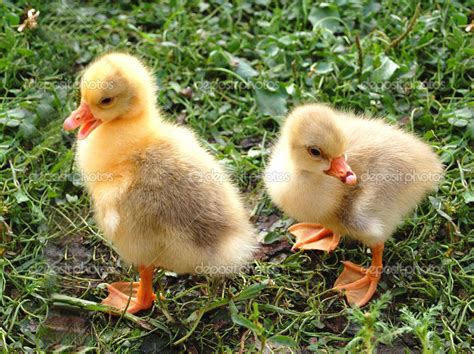 Yellow ducklings — Stock Photo © AlexeyFyodorov #26296331